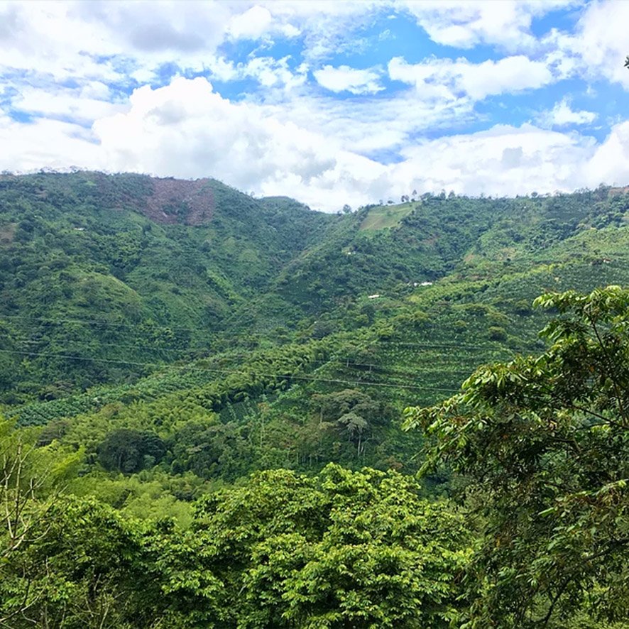 Farm of Colombian Exotic Coffee