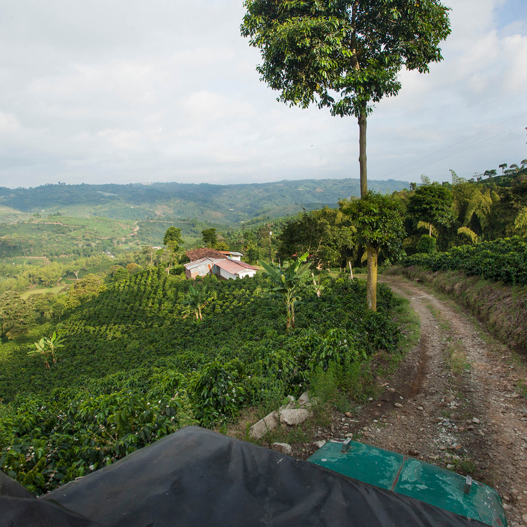 Colombian Exotic Coffee farm_3