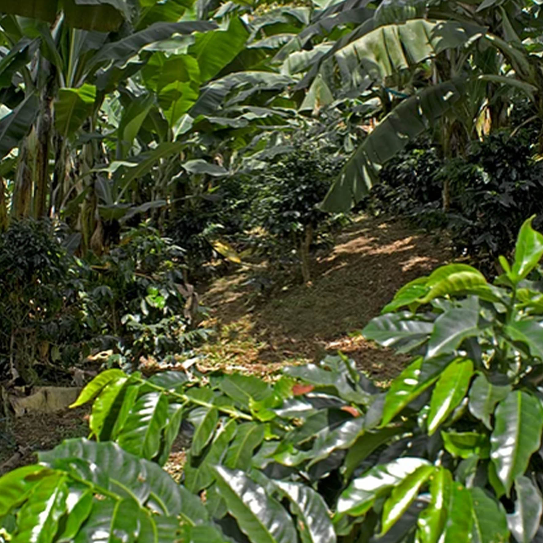 Colombian Exotic Coffee farm_4