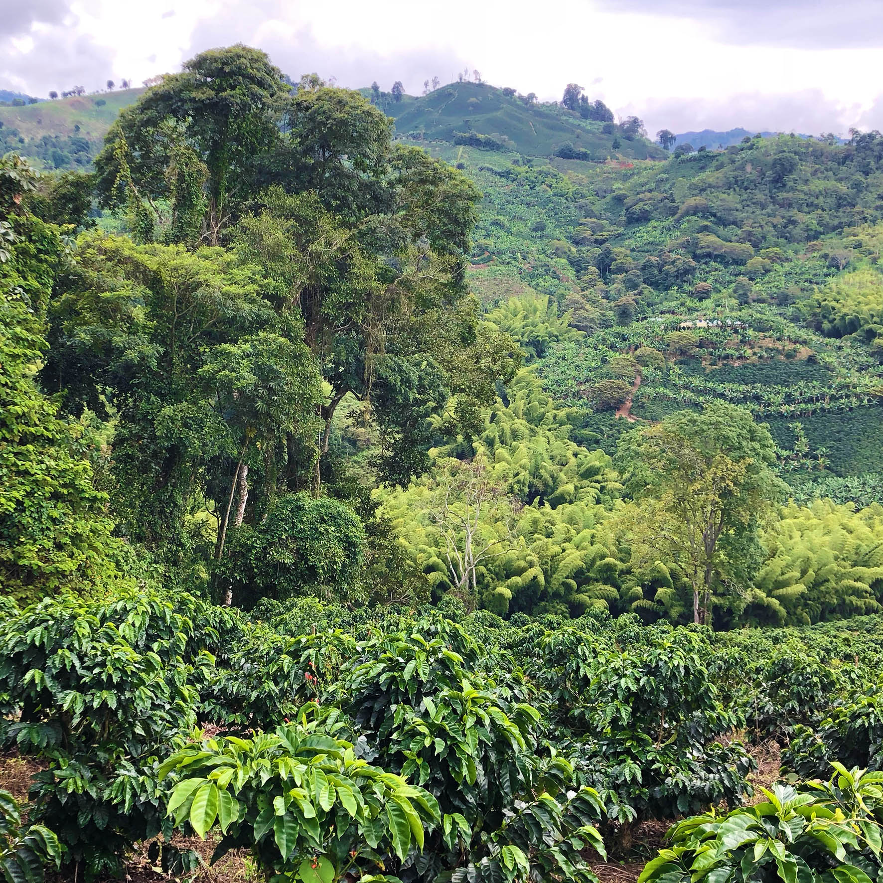 Colombian Exotic Coffee farm_5