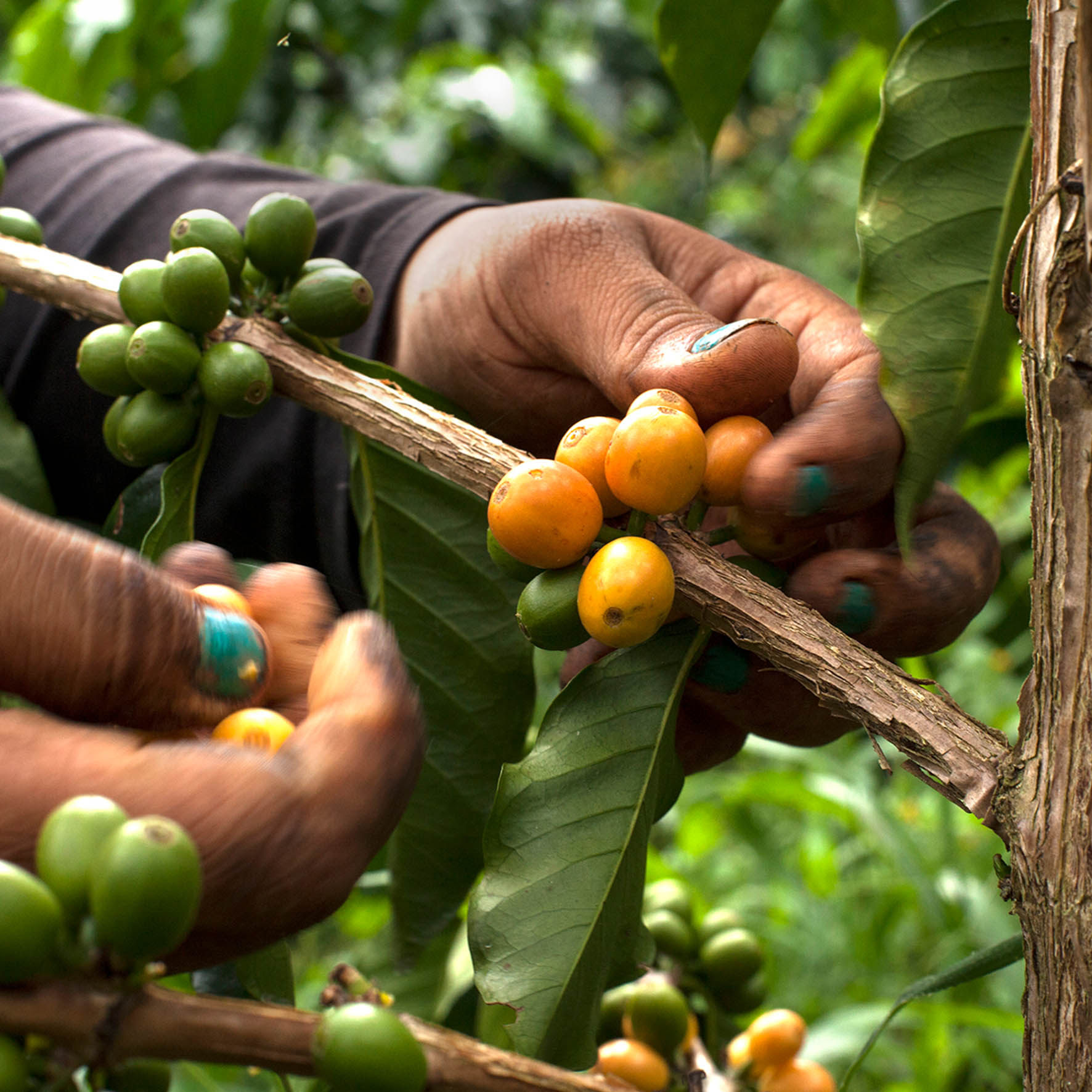 Colombian Exotic Coffee sustainability_2