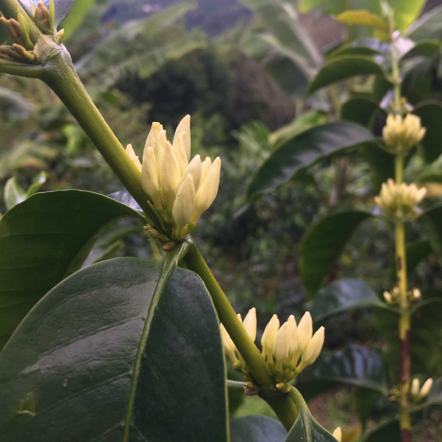 Colombian Exotic Coffee farm_10